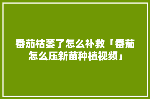 番茄枯萎了怎么补救「番茄怎么压新苗种植视频」 农业常识 番茄枯萎了怎么补救「番茄怎么压新苗种植视频」 番茄枯萎了怎么补救「番茄怎么压新苗种植视频」 农业常识