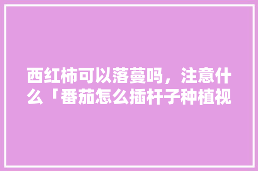 西红柿可以落蔓吗，注意什么「番茄怎么插杆子种植视频教程」 西红柿可以落蔓吗，注意什么「番茄怎么插杆子种植视频教程」 番茄种植技巧