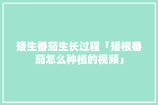 矮生番茄生长过程「矮根番茄怎么种植的视频」 矮生番茄生长过程「矮根番茄怎么种植的视频」 土壤施肥