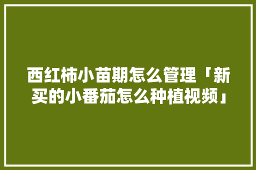 西红柿小苗期怎么管理「新买的小番茄怎么种植视频」