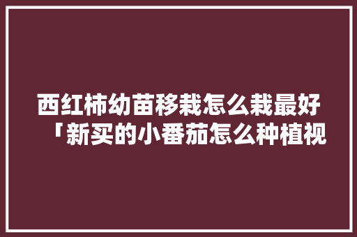 西红柿幼苗移栽怎么栽最好「新买的小番茄怎么种植视频」 种植技巧 西红柿幼苗移栽怎么栽最好「新买的小番茄怎么种植视频」 西红柿幼苗移栽怎么栽最好「新买的小番茄怎么种植视频」 种植技巧