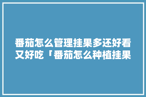 番茄怎么管理挂果多还好看又好吃「番茄怎么种植挂果多」