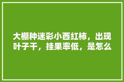 大棚种迷彩小西红柿，出现叶子干，挂果率低，是怎么回事「迷彩小番茄怎么种植的」 大棚种迷彩小西红柿，出现叶子干，挂果率低，是怎么回事「迷彩小番茄怎么种植的」 农业常识
