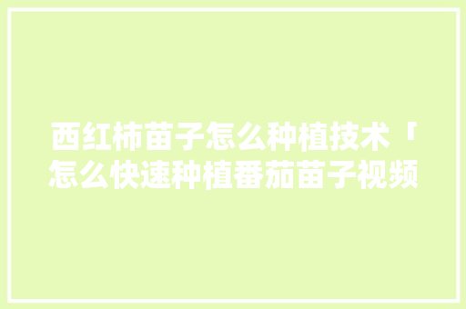 西红柿苗子怎么种植技术「怎么快速种植番茄苗子视频」 西红柿苗子怎么种植技术「怎么快速种植番茄苗子视频」 农业常识