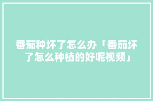 番茄种坏了怎么办「番茄坏了怎么种植的好呢视频」 番茄种坏了怎么办「番茄坏了怎么种植的好呢视频」 农业常识