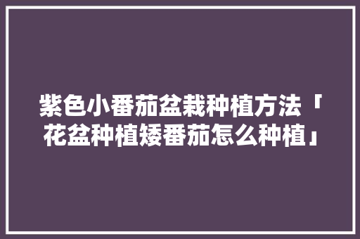 紫色小番茄盆栽种植方法「花盆种植矮番茄怎么种植」 紫色小番茄盆栽种植方法「花盆种植矮番茄怎么种植」 农业常识