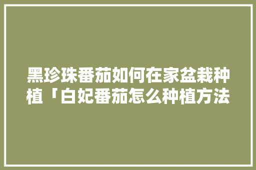 黑珍珠番茄如何在家盆栽种植「白妃番茄怎么种植方法视频」