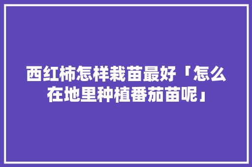 西红柿怎样栽苗最好「怎么在地里种植番茄苗呢」