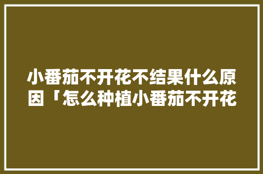 小番茄不开花不结果什么原因「怎么种植小番茄不开花呢」
