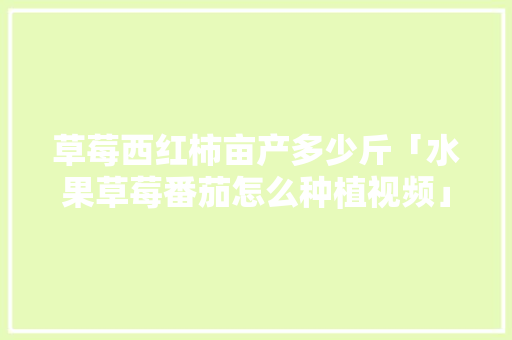 草莓西红柿亩产多少斤「水果草莓番茄怎么种植视频」 草莓西红柿亩产多少斤「水果草莓番茄怎么种植视频」 番茄种植技巧