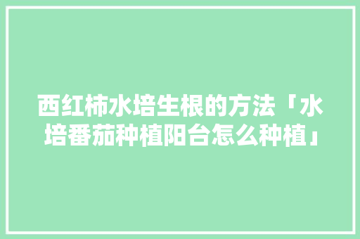 西红柿水培生根的方法「水培番茄种植阳台怎么种植」 西红柿水培生根的方法「水培番茄种植阳台怎么种植」 番茄种植技巧