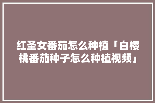 红圣女番茄怎么种植「白樱桃番茄种子怎么种植视频」