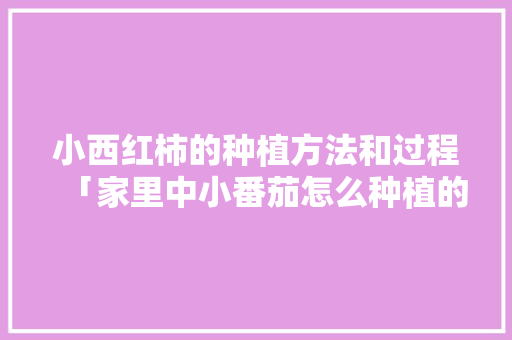小西红柿的种植方法和过程「家里中小番茄怎么种植的」 小西红柿的种植方法和过程「家里中小番茄怎么种植的」 番茄种植技巧