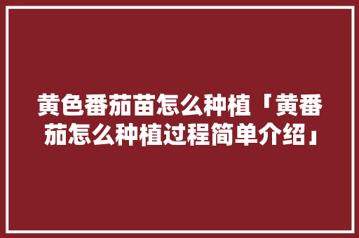 黄色番茄苗怎么种植「黄番茄怎么种植过程简单介绍」 黄色番茄苗怎么种植「黄番茄怎么种植过程简单介绍」 种植技巧