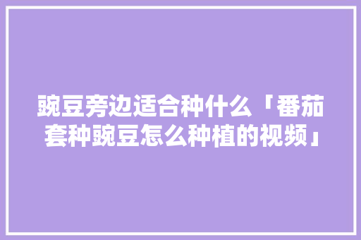 豌豆旁边适合种什么「番茄套种豌豆怎么种植的视频」