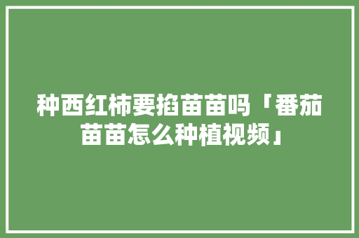 种西红柿要掐苗苗吗「番茄苗苗怎么种植视频」 种西红柿要掐苗苗吗「番茄苗苗怎么种植视频」 花朵知识