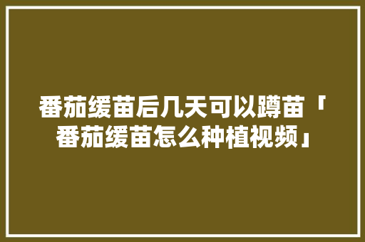 番茄缓苗后几天可以蹲苗「番茄缓苗怎么种植视频」