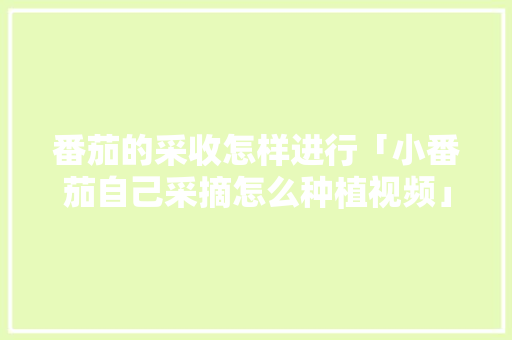 番茄的采收怎样进行「小番茄自己采摘怎么种植视频」 番茄的采收怎样进行「小番茄自己采摘怎么种植视频」 番茄种植技巧