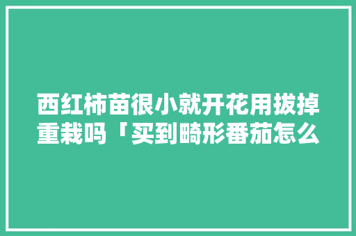 西红柿苗很小就开花用拔掉重栽吗「买到畸形番茄怎么种植呢」