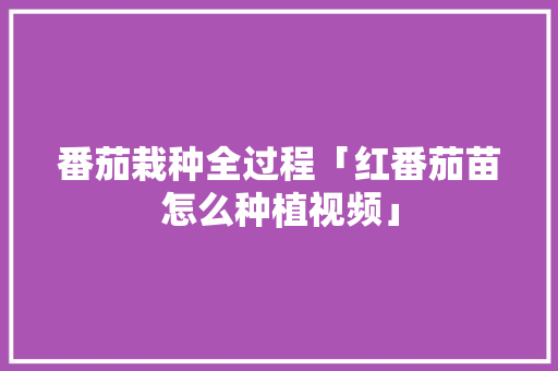 番茄栽种全过程「红番茄苗怎么种植视频」 番茄栽种全过程「红番茄苗怎么种植视频」 种植技巧