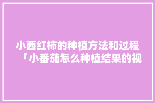 小西红柿的种植方法和过程「小番茄怎么种植结果的视频」 小西红柿的种植方法和过程「小番茄怎么种植结果的视频」 土壤施肥