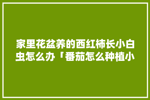 家里花盆养的西红柿长小白虫怎么办「番茄怎么种植小白虫子」
