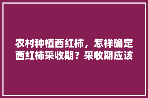 农村种植西红柿，怎样确定西红柿采收期？采收期应该掌握哪些技术「矮盆番茄怎么种植视频教程」 农村种植西红柿，怎样确定西红柿采收期？采收期应该掌握哪些技术「矮盆番茄怎么种植视频教程」 番茄病虫害防治
