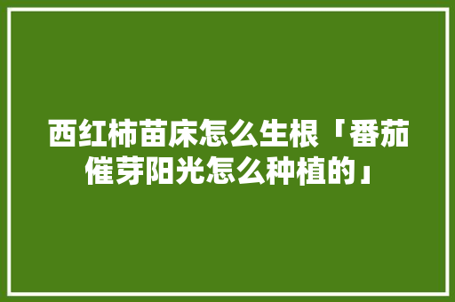 西红柿苗床怎么生根「番茄催芽阳光怎么种植的」 西红柿苗床怎么生根「番茄催芽阳光怎么种植的」 农业常识