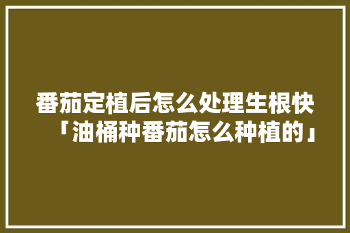 番茄定植后怎么处理生根快「油桶种番茄怎么种植的」 种植技巧 番茄定植后怎么处理生根快「油桶种番茄怎么种植的」 番茄定植后怎么处理生根快「油桶种番茄怎么种植的」 种植技巧