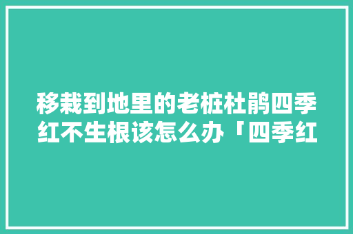 移栽到地里的老桩杜鹃四季红不生根该怎么办「四季红蔬菜种植技巧和方法」 移栽到地里的老桩杜鹃四季红不生根该怎么办「四季红蔬菜种植技巧和方法」 土壤施肥