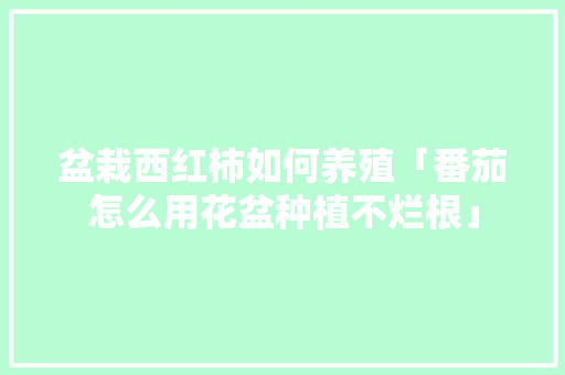盆栽西红柿如何养殖「番茄怎么用花盆种植不烂根」 盆栽西红柿如何养殖「番茄怎么用花盆种植不烂根」 农业常识