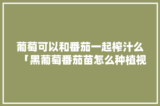 葡萄可以和番茄一起榨汁么「黑葡萄番茄苗怎么种植视频」