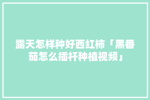 露天怎样种好西红柿「黑番茄怎么插杆种植视频」