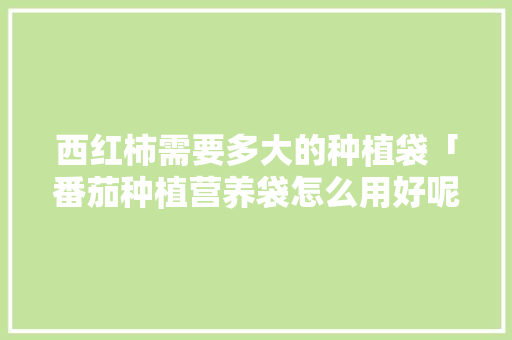 西红柿需要多大的种植袋「番茄种植营养袋怎么用好呢」
