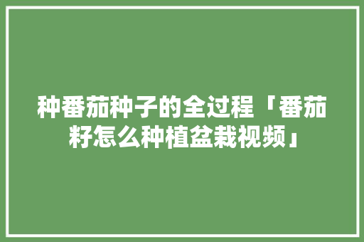 种番茄种子的全过程「番茄籽怎么种植盆栽视频」 种番茄种子的全过程「番茄籽怎么种植盆栽视频」 番茄种植技巧