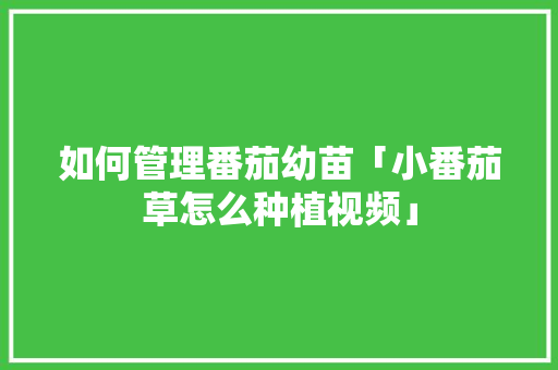 如何管理番茄幼苗「小番茄草怎么种植视频」 如何管理番茄幼苗「小番茄草怎么种植视频」 番茄种植技巧