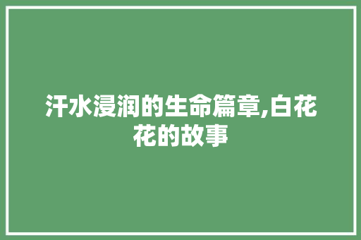 汗水浸润的生命篇章,白花花的故事
