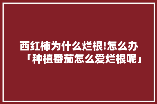 西红柿为什么烂根!怎么办「种植番茄怎么爱烂根呢」