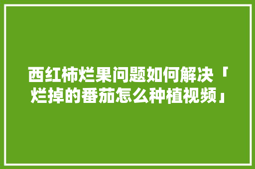 西红柿烂果问题如何解决「烂掉的番茄怎么种植视频」 西红柿烂果问题如何解决「烂掉的番茄怎么种植视频」 番茄病虫害防治