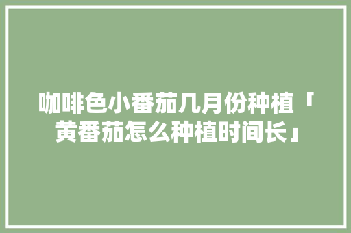 咖啡色小番茄几月份种植「黄番茄怎么种植时间长」 咖啡色小番茄几月份种植「黄番茄怎么种植时间长」 种植技巧