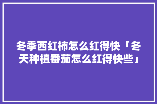 冬季西红柿怎么红得快「冬天种植番茄怎么红得快些」 冬季西红柿怎么红得快「冬天种植番茄怎么红得快些」 植物种类