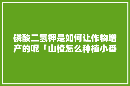 磷酸二氢钾是如何让作物增产的呢「山楂怎么种植小番茄视频教程」