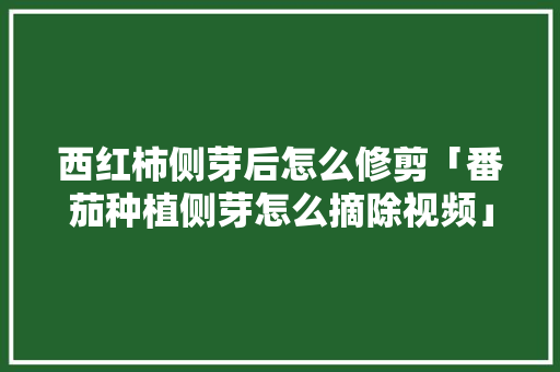 西红柿侧芽后怎么修剪「番茄种植侧芽怎么摘除视频」 西红柿侧芽后怎么修剪「番茄种植侧芽怎么摘除视频」 番茄种植技巧