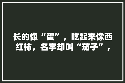 长的像“蛋”，吃起来像西红柿，名字却叫“茄子”，这种蔬菜咋那么奇怪？如何种植呢「椭圆小番茄怎么种植视频」