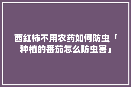 西红柿不用农药如何防虫「种植的番茄怎么防虫害」