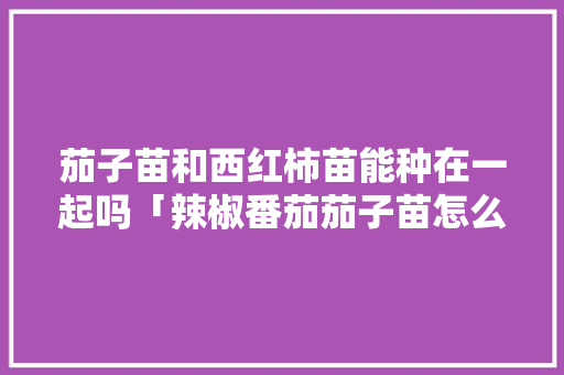 茄子苗和西红柿苗能种在一起吗「辣椒番茄茄子苗怎么种植视频」 茄子苗和西红柿苗能种在一起吗「辣椒番茄茄子苗怎么种植视频」 土壤施肥