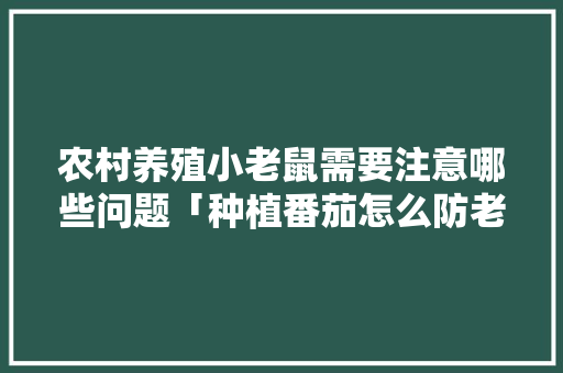 农村养殖小老鼠需要注意哪些问题「种植番茄怎么防老鼠咬伤呢」
