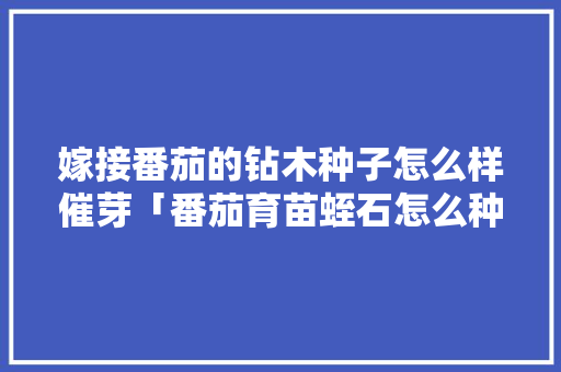 嫁接番茄的钻木种子怎么样催芽「番茄育苗蛭石怎么种植视频」