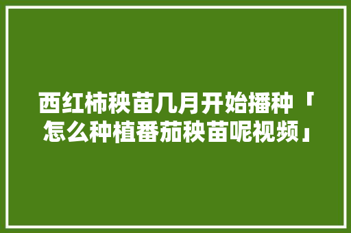 西红柿秧苗几月开始播种「怎么种植番茄秧苗呢视频」 西红柿秧苗几月开始播种「怎么种植番茄秧苗呢视频」 番茄种植技巧