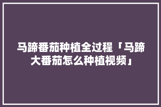 马蹄番茄种植全过程「马蹄大番茄怎么种植视频」 番茄种植技巧 马蹄番茄种植全过程「马蹄大番茄怎么种植视频」 马蹄番茄种植全过程「马蹄大番茄怎么种植视频」 番茄种植技巧
